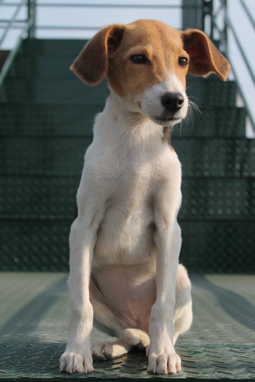 გონჩი უსახელო