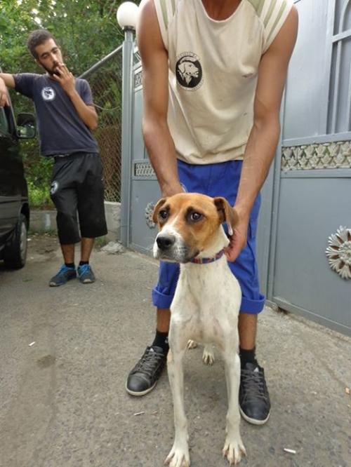 მეტისი ლედი