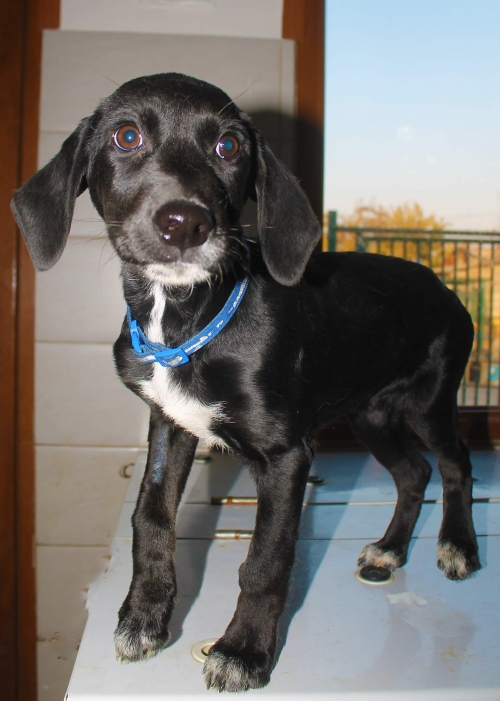 მეტისი უსახელო