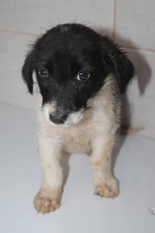 მეტისი უსახელო