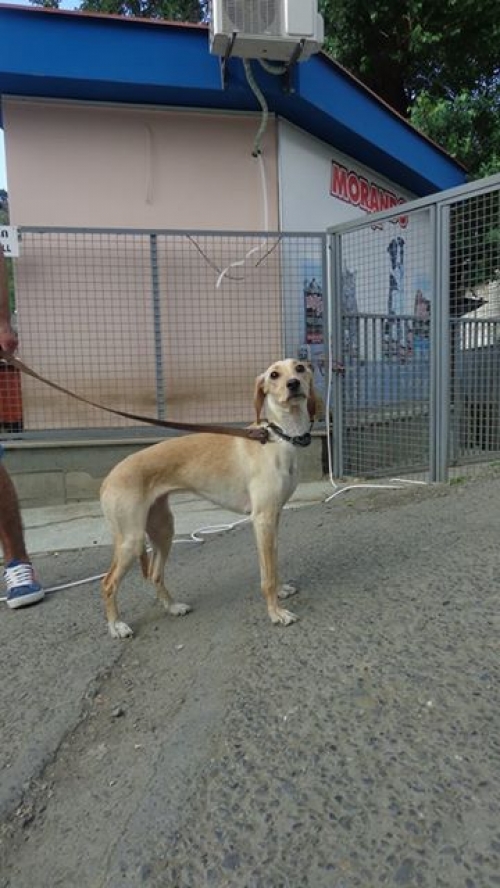 ლაბრადორის მეტისი ები