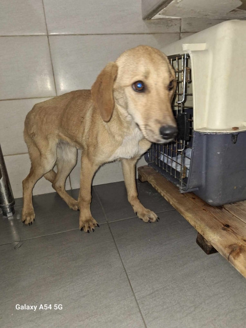 მეტისი ელიავას ბაზრობა და ტოვეს 10 დღით