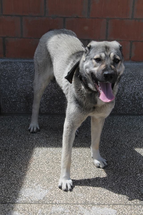 ქართული ნაგაზი ბობი