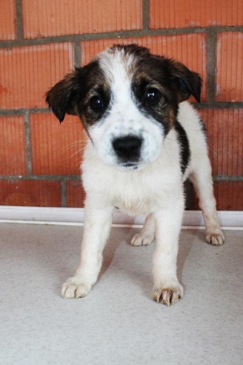 მეტისი უსახელო