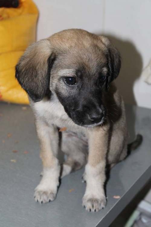 მეტისი უსახელო