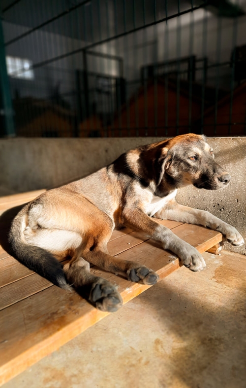 მეტისი ნაპოვნია ჩიქობავას ქუჩაზე 27 ნომერთან