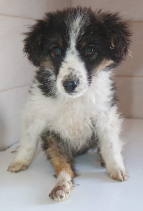 მეტისი უსახელო