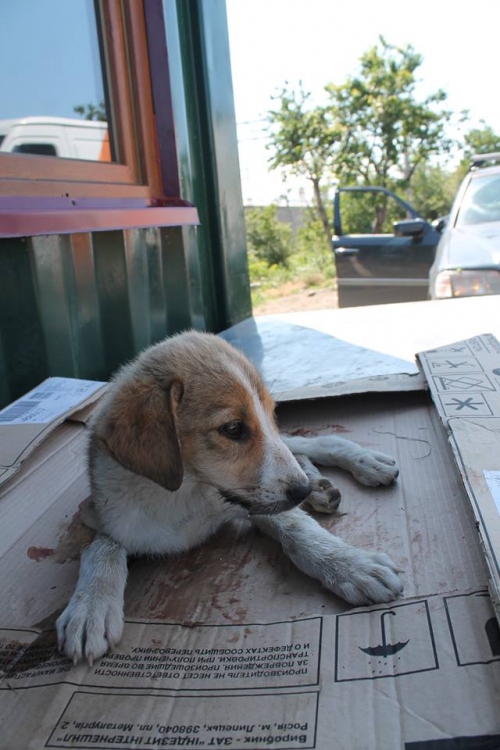 მეტისი უსახელო