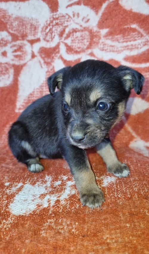 მეტისი თბილისისზღვა