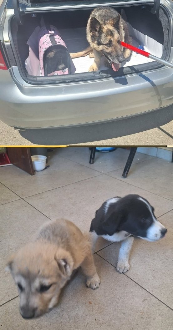 გერმანული ნაგაზი. გორი