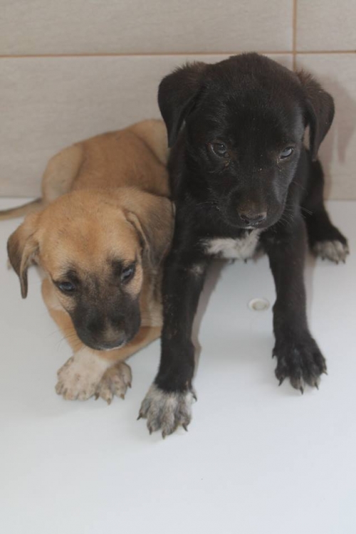 მეტისის ლეკვები უსახელო