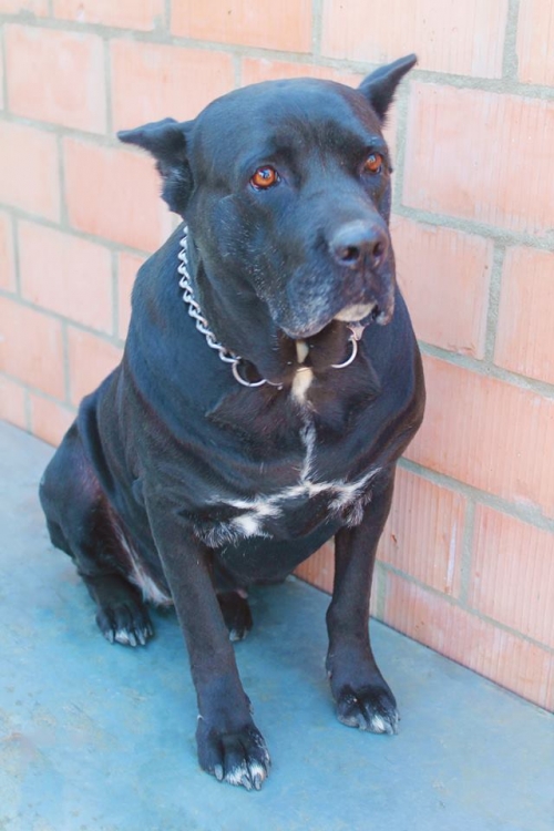 კანე კორსო ემმი