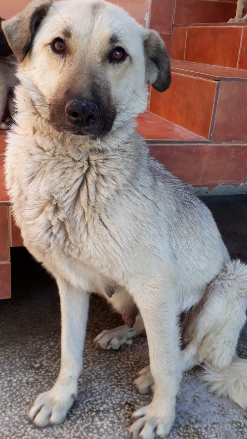 მეტისი უსახელო