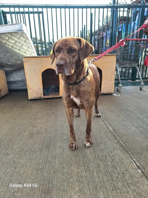 მეტისი ვარკეთილის მეტრო