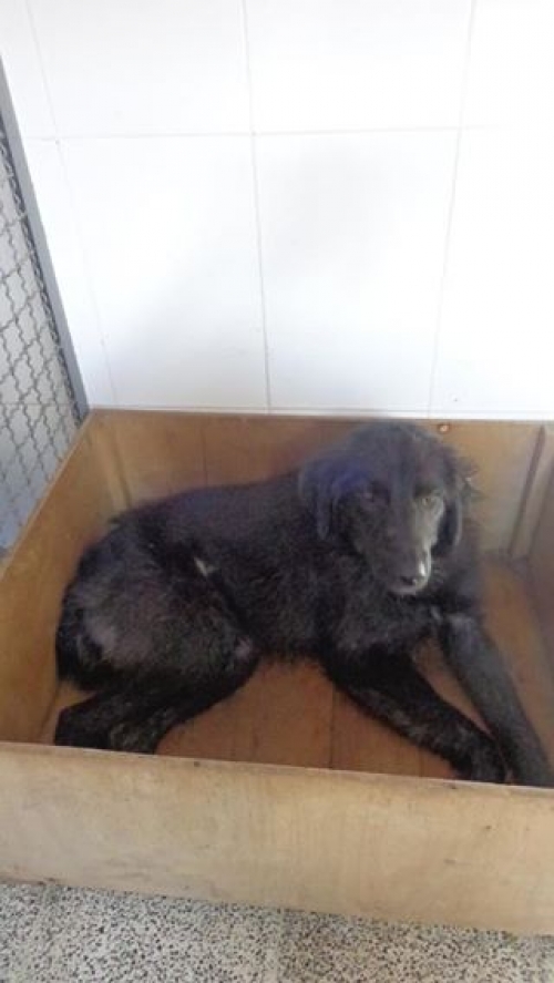 მეტისი უსახელო