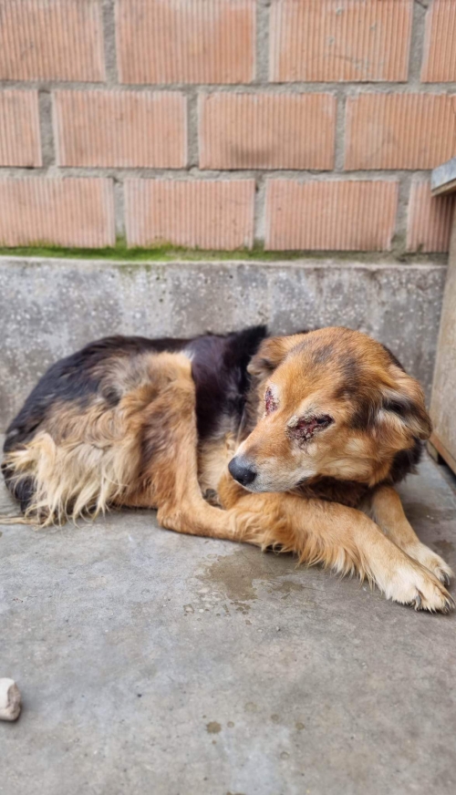 ქართული ქოფაკი ბელიაშვილის ქუჩა