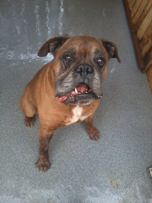 ბოქსიორი როკი