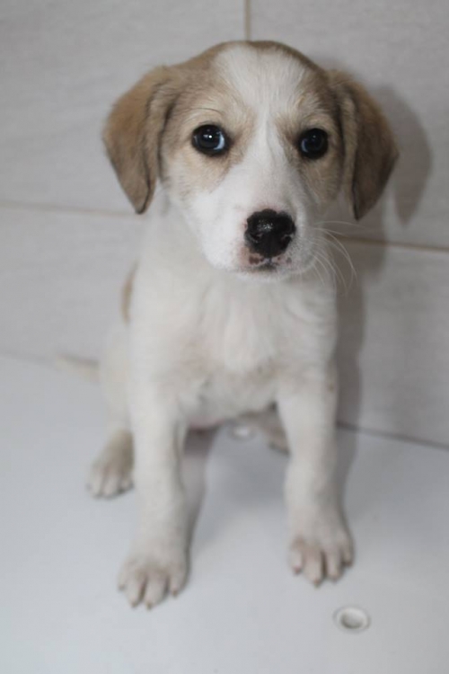 მეტისი უსახელო