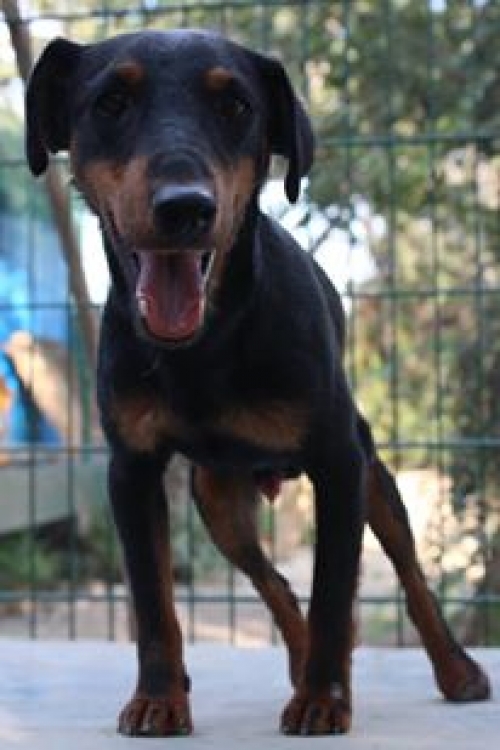 იაქტერიერი ბობო