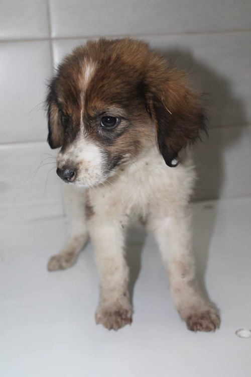 მეტისი უსახელო