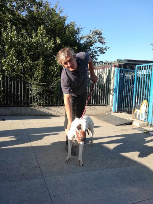 არგენტინული დოგი ჩააბარა ბელა ჩიქოვანი