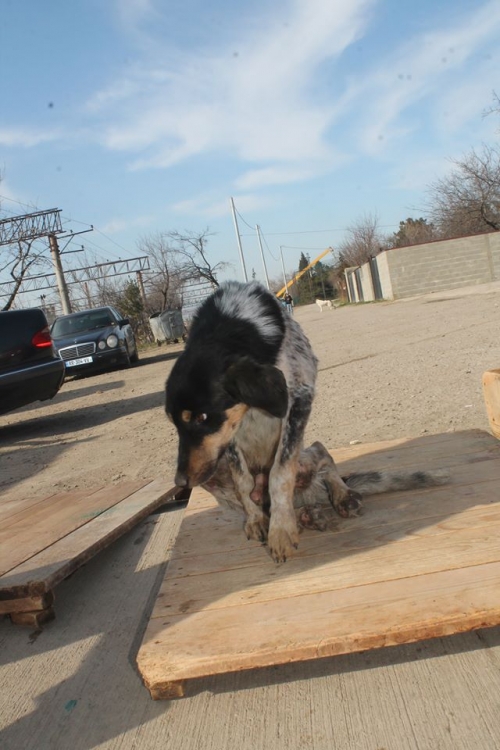 მეტისი უსახელო