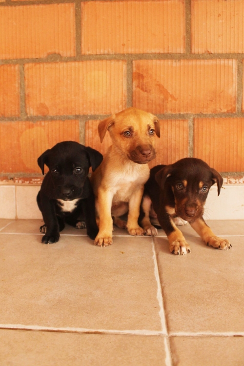 მეტისი უსახელო