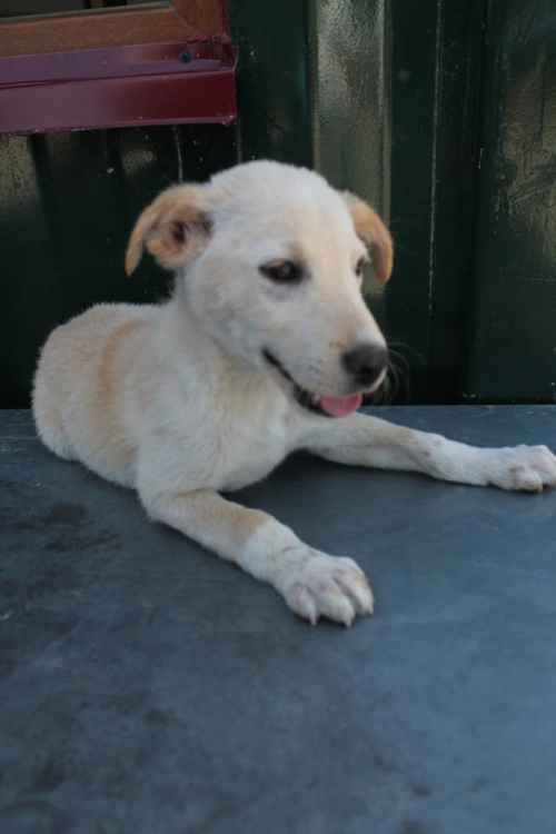 მეტისი უსახელო