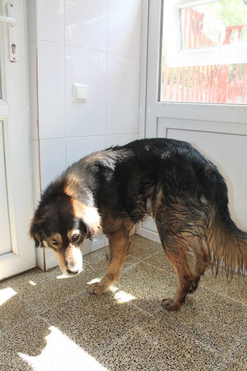 მეტისი უსახელო