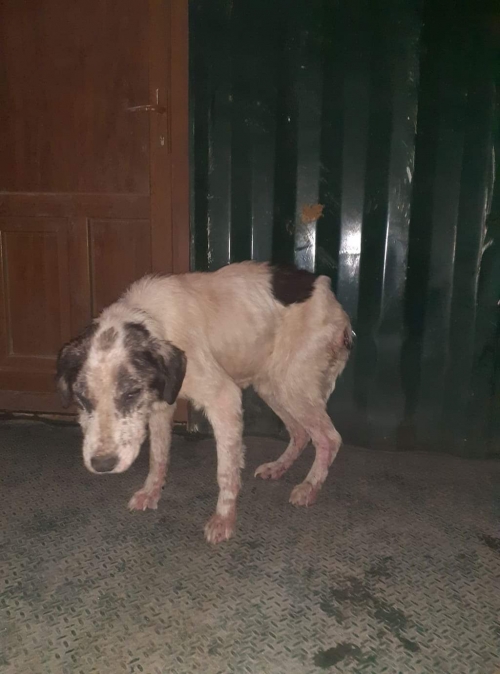 მეტისი უსახელო