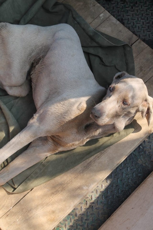 ვეიმარანერი უსახელო