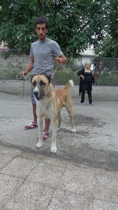 ქართული ნაგაზი ჩირგიზა