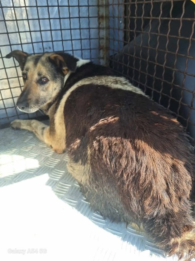 მეტისი. ირინა