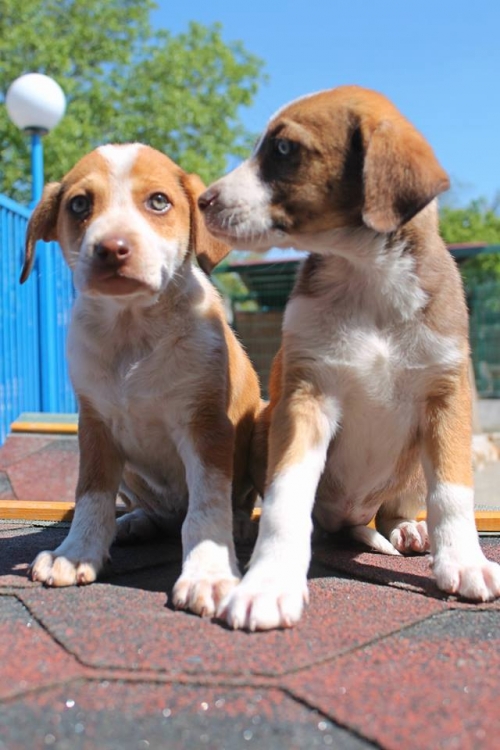 მეტისის ლეკვები უსახელო