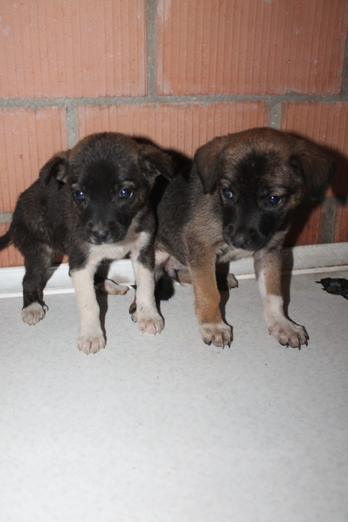 მეტისი უსახელო