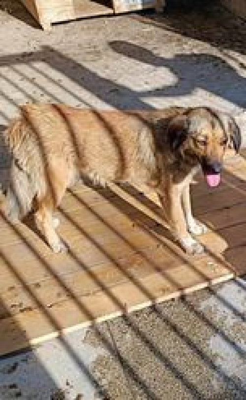 მეტისი ლილოს ბაზრობა