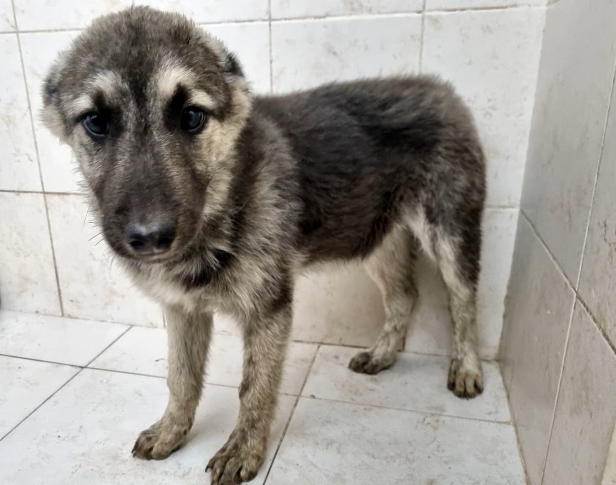 მეტისი. კახეთის გზატკეცილი