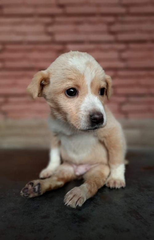 მეტისი მუხიანის აგარაკები