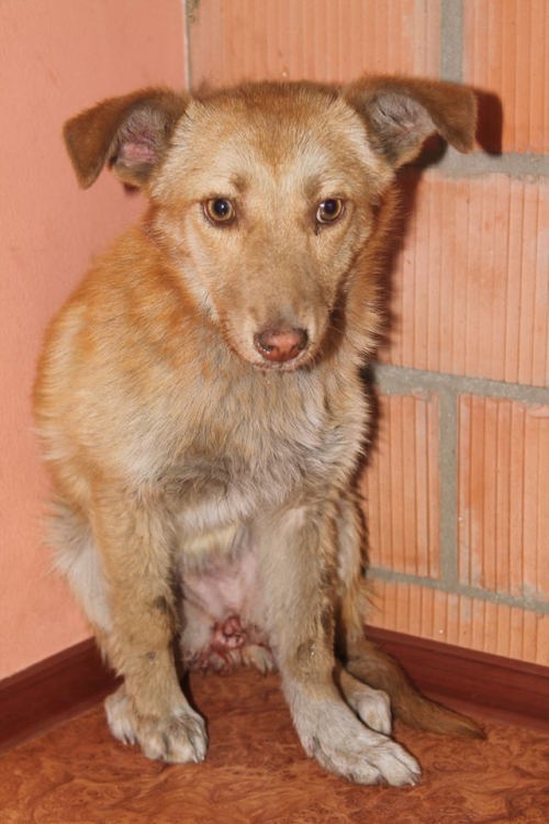 მეტისი სანდრა