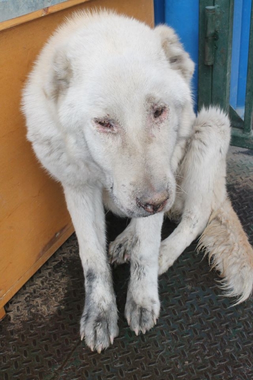 ქართული ქოფაკი ბელო