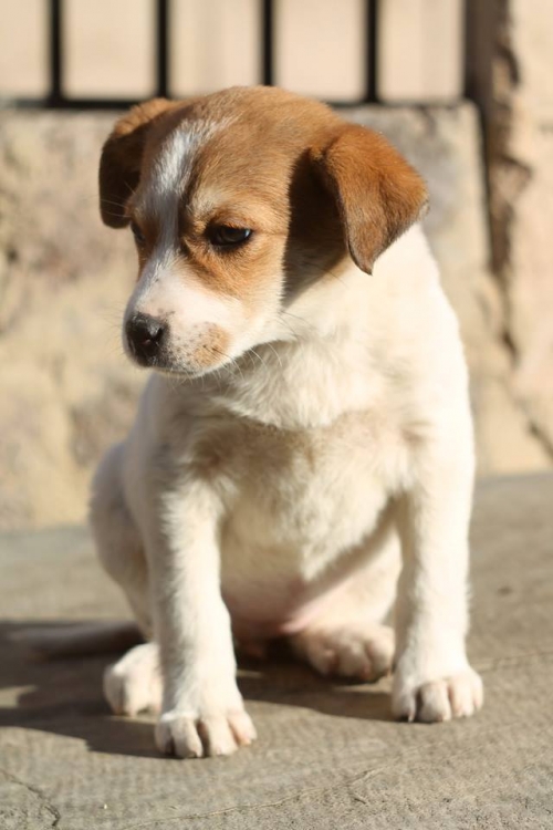 მეტისი უსახელო