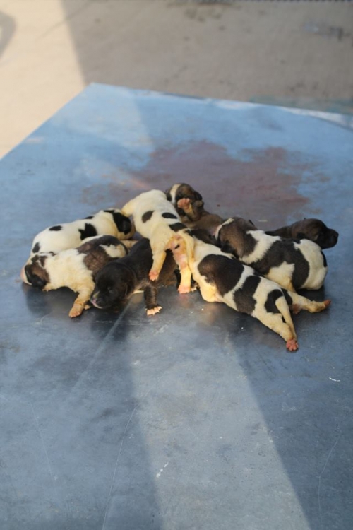 მეტისის ლეკვები უსახელო