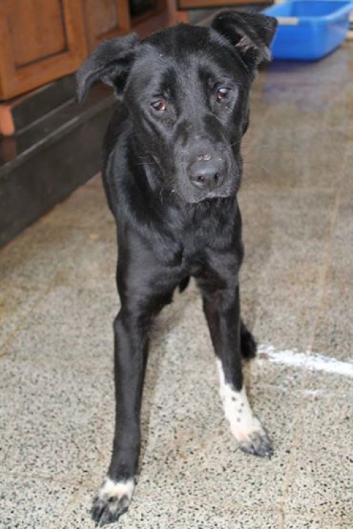 ლაბრადორის მეტისი ლუნა