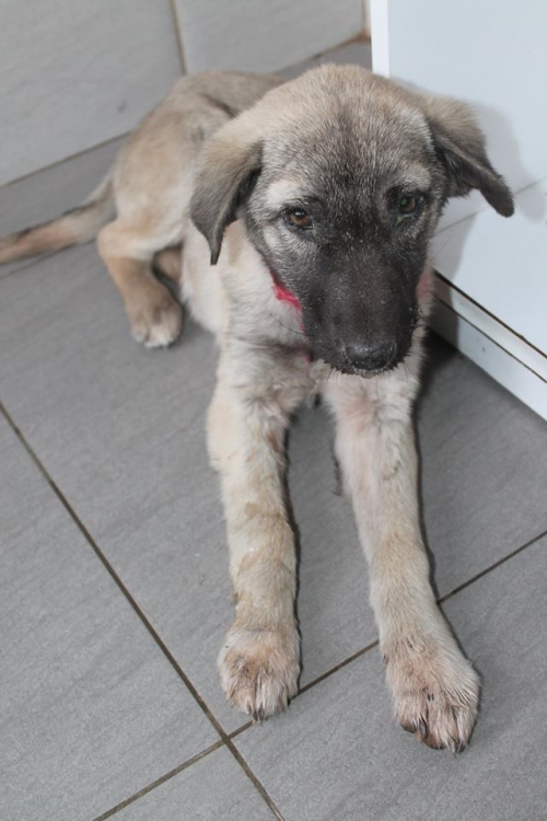 მეტისი უსახელო