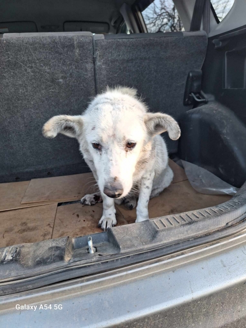 მეტისი ორთაჭალა ციხეების ტერიტორია