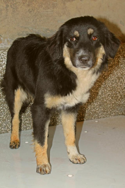 მეტისი უსახელო