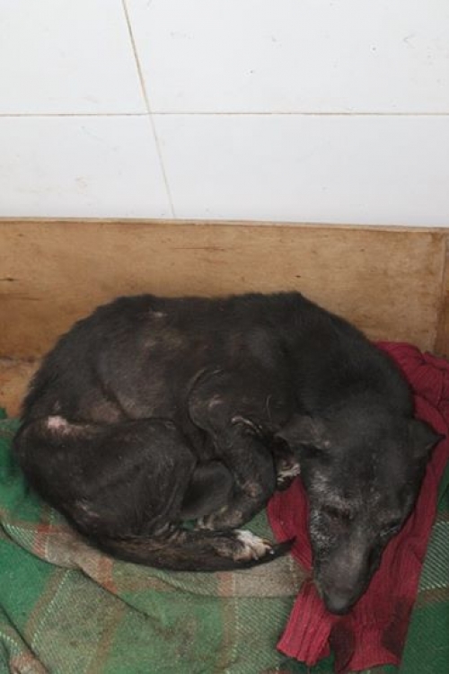 მეტისი ლუსი