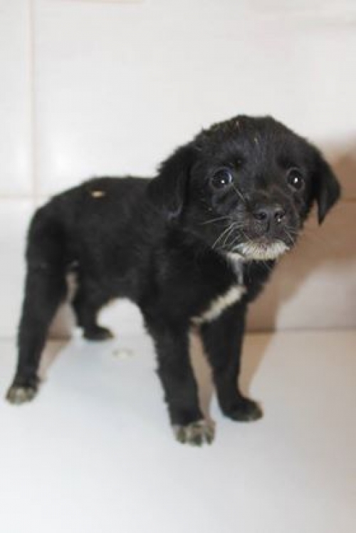 მეტისი უსახელო