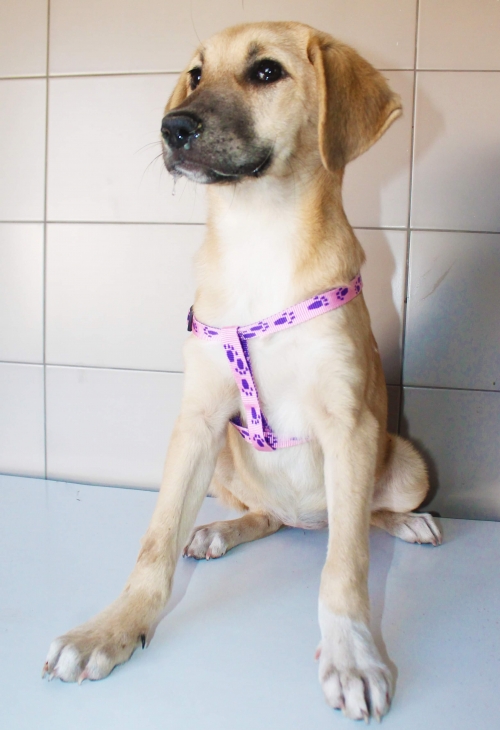 მეტისი უსახელო