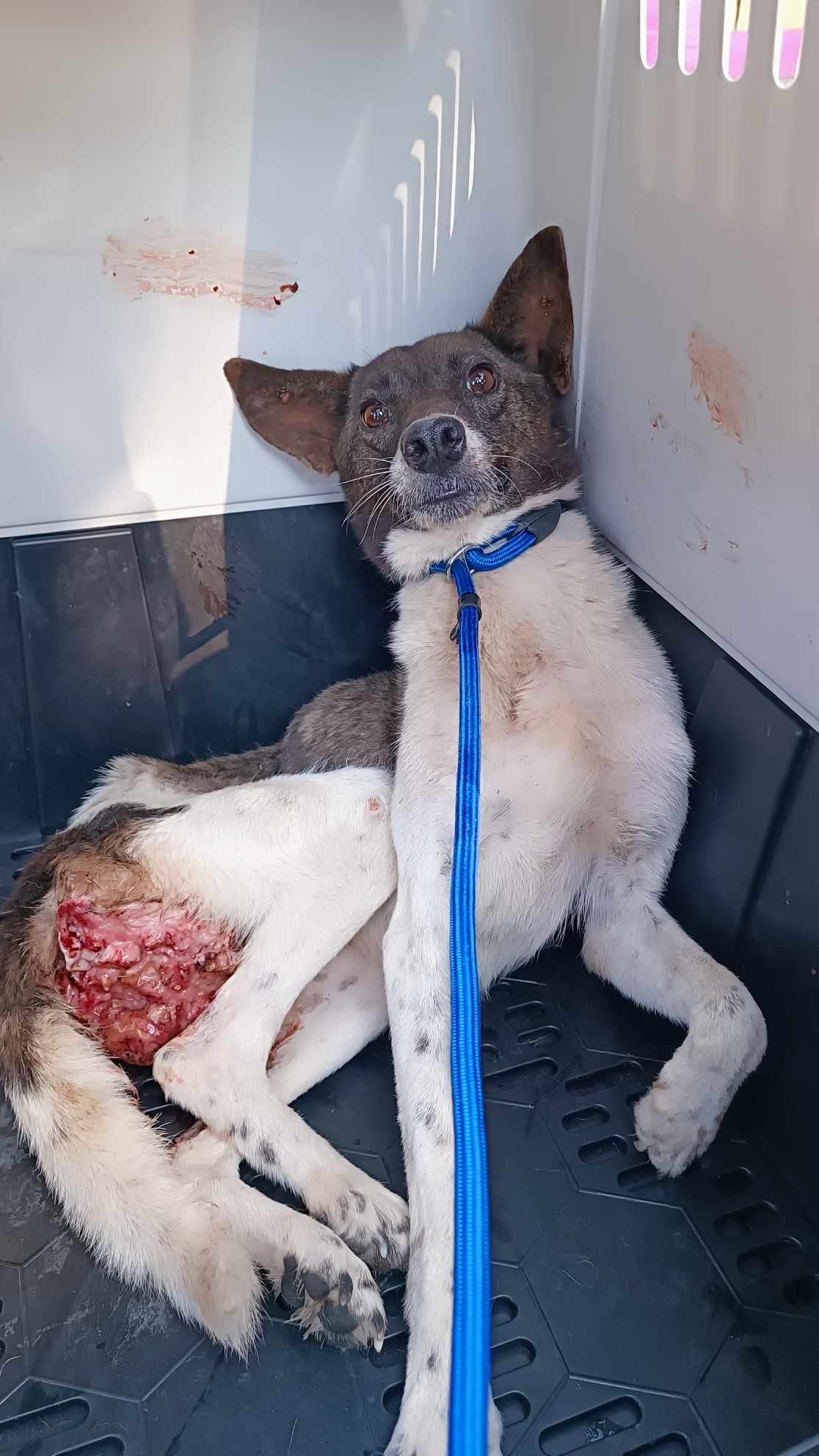 მეტისი. ასურეთი